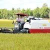 Exportará provincia survietnamita 126 toneladas de arroz a Unión Europea