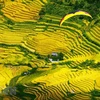 Contemplan la belleza de Mu Cang Chai en helicóptero