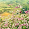 Promueven la belleza y cultura de Ha Giang en Festival de Flores de Alforfón