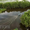 Banco Mundial otorga 400 millones de dólares para rehabilitación de manglares de Indonesia