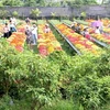 Aumentará siembra de flores y plantas ornamentales en Dong Thap