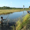 Ca Mau amplía cultivo de langostinos en arrozales