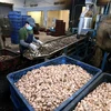 Vietnam consolida papel de principal exportador de anacardos del mundo