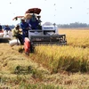 Provincia vietnamita de Bac Giang promueve industrias hacia desarrollo agrícola