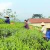 Exportación de té vietnamita alcanza 220 millones de dólares en 2020