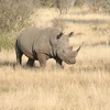 Nuevo llamado a poner fin al uso del cuerno de rinoceronte en Vietnam