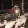 Vietnam tendrá vacuna contra peste porcina africana en tercer trimestre de 2021