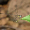 Descubren en Vietnam nueva especie endémica de zigóptero