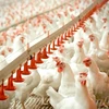 Exportación de pollo de Tailandia se ve afectada por COVID-19