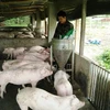  Provincia vietnamita por impulsar la agricultura ecológica