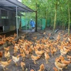 OMS advierte sobre la posibilidad de transmisión de cepa H5N8 de gripe aviar al ser humano