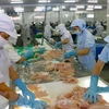 Casi 700 empresas pesqueras vietnamitas cumplen estándares de exportación a Taiwán