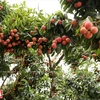 Mejorarán calidad y eficiencia de árboles frutales en localidad vietnamita de Luc Ngan - Bac Giang 