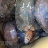 Sentencian en Vietnam a prisión a individuo por crianza ilegal de tortugas raras 