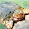 Financia grupo vietnamita Danko Group conservación de tortuga de Lago Hoan Kiem