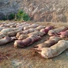 Camboya sacrifica más de un centenar de cerdos vivos con peste porcina africana