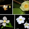 Descubren cuatro nuevas especies de plantas en el parque vietnamita de Bidoup-Nui Ba