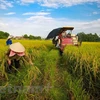 Partido Comunista de Vietnam persiste en desarrollo agrícola y rural 