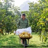 Hanoi realiza cinco tareas clave para garantizar la seguridad alimentaria