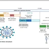 Vietnam logra secuenciar el genoma del virus SARS-CoV-2