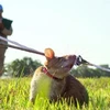 Camboya entrena nuevas ratas para labores de desminado