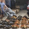 Más de 20 años de prisión a acusados por comercio ilegal de tortugas marinas