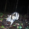Hallan por primera vez en Vietnam conejo en riesgo de extinción a nivel global