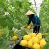 Intensifica Australia apoyo a agricultura de alta tecnología de Vietnam