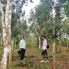 Jardines centenarios de té, orgullo de provincia vietnamita de Quang Tri 