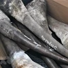Incautan en Vietnam gran cargamento importado de cuernos de rinoceronte y huesos de animales salvajes