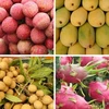 Robustecen Vietnam y China cooperación en agricultura y consumo de frutas