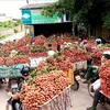 Vietnam y China trabajan por aliviar barreras en comercio agropecuario
