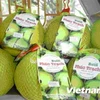 Pomelo vietnamita Phuc Trach para la venta en línea