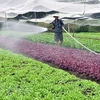 Prevé Hanoi tres escenarios de crecimiento para sector agropecuario y rural en 2021