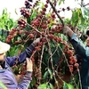 Disminuyen exportaciones vietnamitas de café al Reino Unido