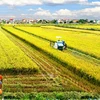 Región sureña de Vietnam se prepara para producción agrícola en nueva situación