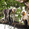 Dedican esfuerzos para conservación de langur de nariz chata en Vietnam