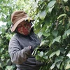 Aumentan exportaciones de pimienta vietnamita a Francia 