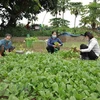 Hanoi apoya a agricultores a mantener producción en medio de impactos de COVID-19