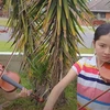 Niños vietnamitas en Australia apoyan la lucha contra COVID-19 en tierra natal 