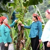 Promueven en Vietnam implementación de políticas de reducción sostenible de la pobreza