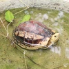 Visitan hogar de especies raras de tortugas en el parque vietnamita de Cuc Phuong
