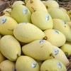 Más áreas del cultivo de mango en provincia vietnamita de Dong Thap reciben código de producción 