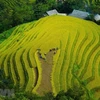 Viajes en línea, nueva orientación para turismo de provincia vietnamita