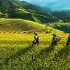 Provincia vietnamita concentra recursos para desarrollo de zonas montañosas y pobladas por minorías étnicas