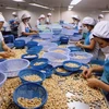 Exportaciones de anacardos vietnamitas cumplen meta pese al COVID-19