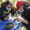 Rescatan animales en peligro de extinción en el Parque Nacional Cuc Phuong de Vietnam