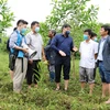 Vietnam planea plantar un 20 por ciento más de árboles en 2022
