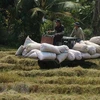 Aumenta producción de arroz de Vietnam en 2021