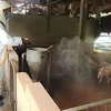 Tailandia detecta por primera vez infección de peste porcina africana
